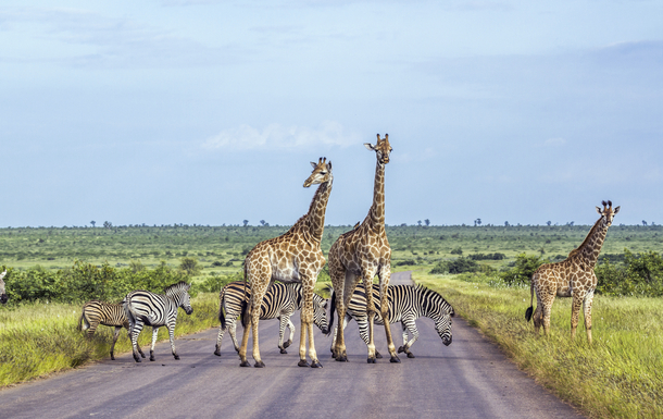 Safari_Südafrika