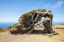 Wanderparadies El Hierro - Die Naturschönheiten der unbekannten Kanaren-Insel/ BadZ