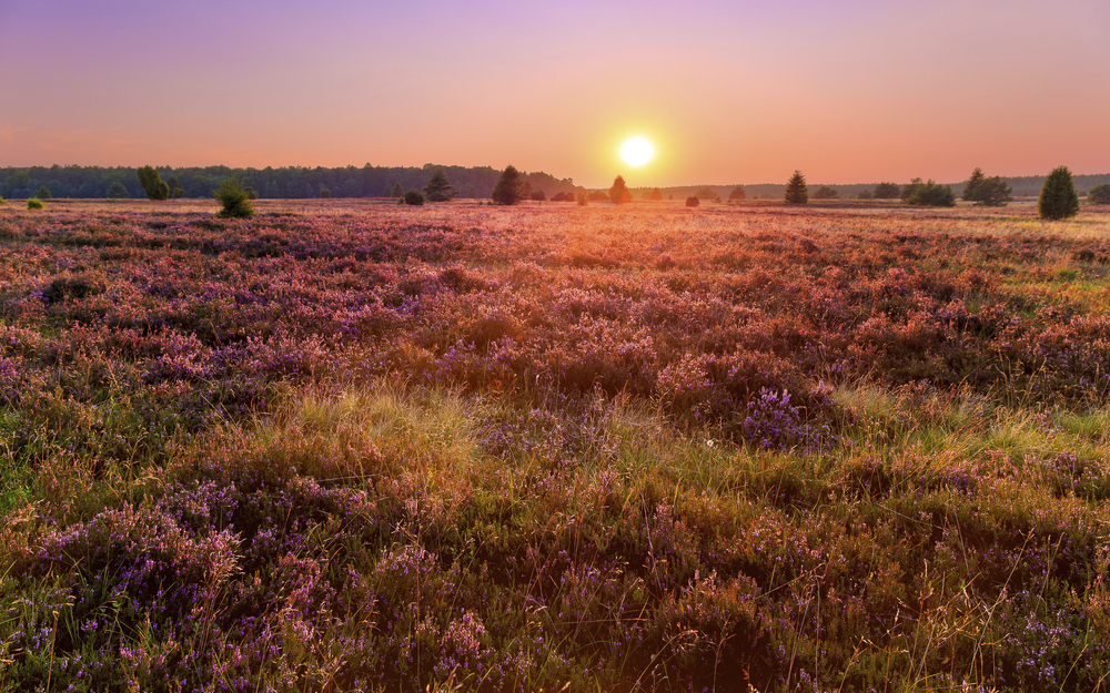 Lüneburger Heide