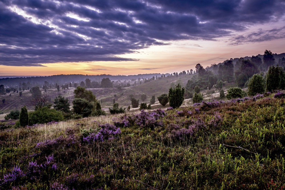 Lüneburger Heide