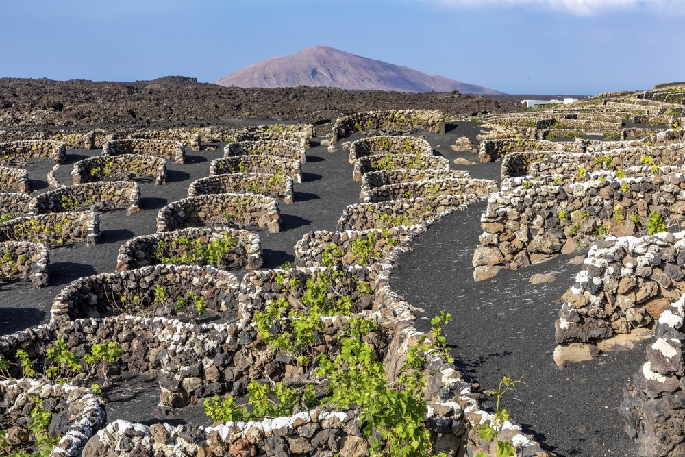 Weinreben auf Lanzarote