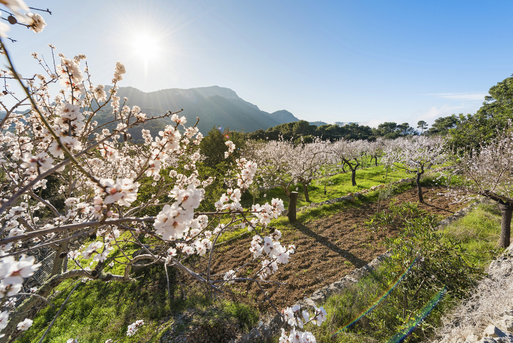 blühende Kirschblüten an Bäumen auf einer Plantage