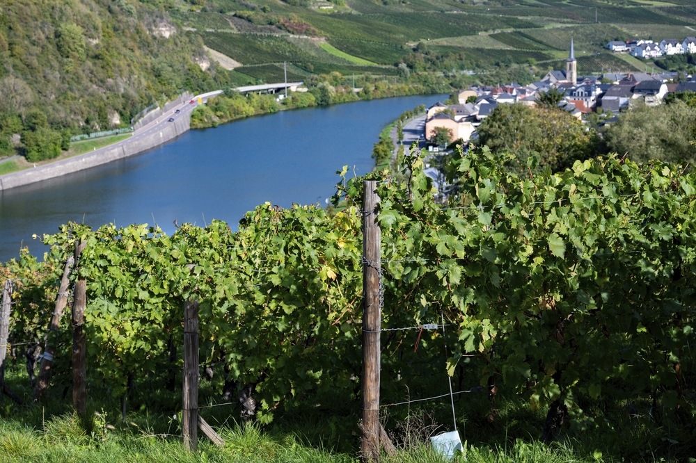 Weinberge in Luxemburg