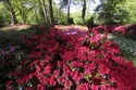 Rhododendronblüte in Bremen / BadZ