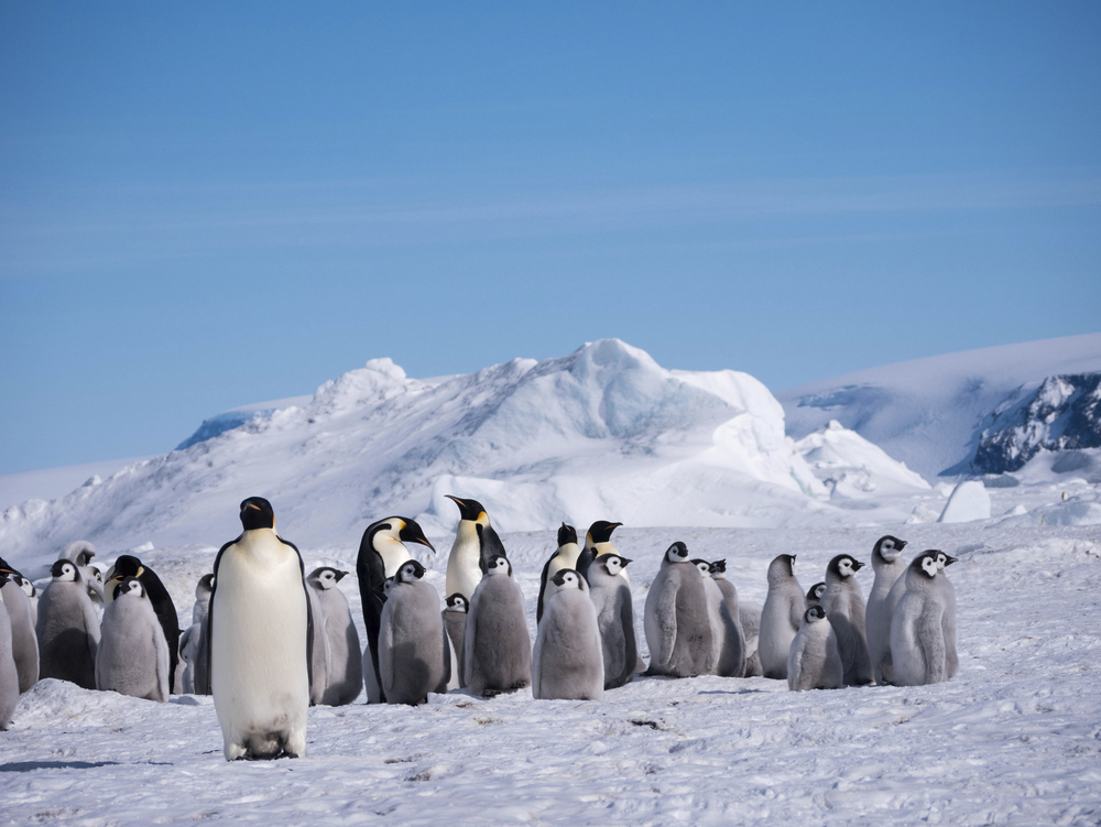 Pinguine in der Antarktis