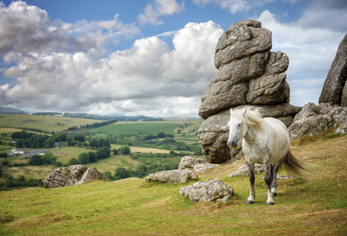 ©shutterstock_Delpixel Dartmoor Pony Saddle Tor
