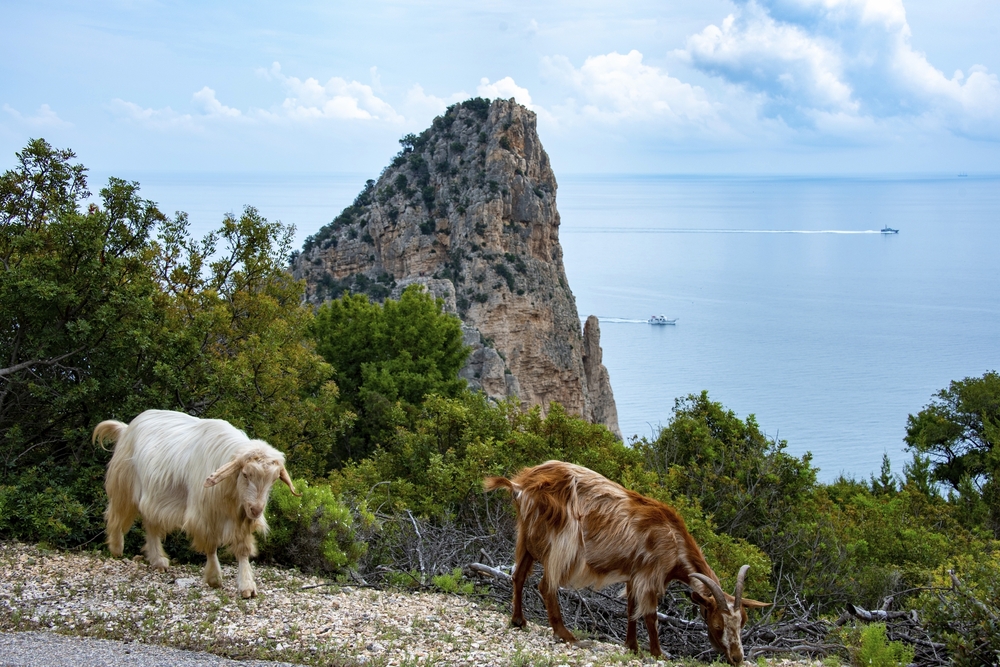 Die älteste einheimische Ziegenrasse auf Sardinien