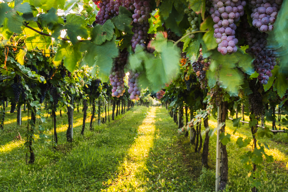 Weinregion Bardolino