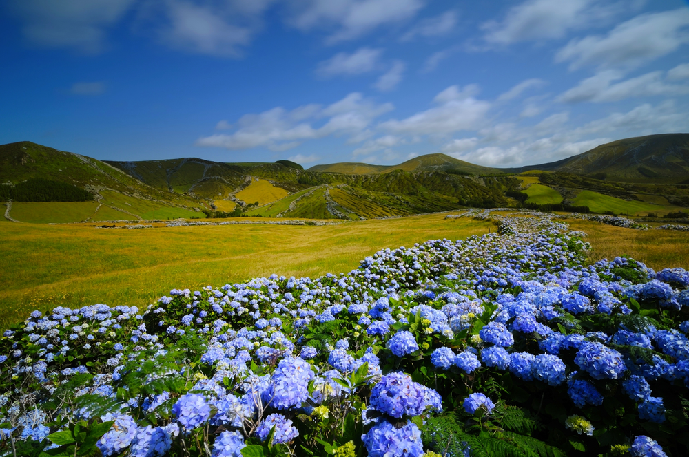 wilde Hortensie auf der Insel Flores, Azoren
