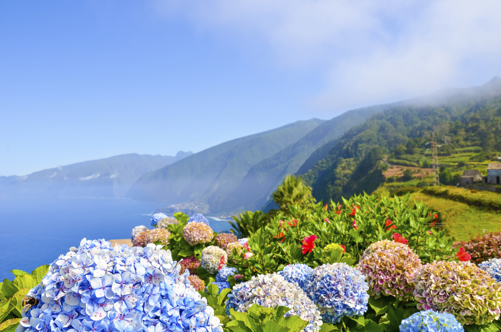 Blumenpracht, Nordküste Madeira